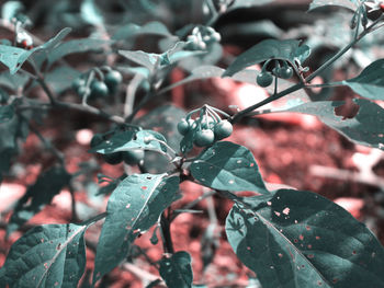 Close-up of raindrops on leaves