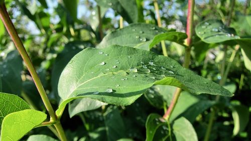 Close-up of raindrops on leaves
