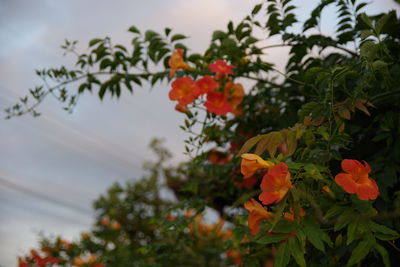 Close-up of orange flowering plant against trees