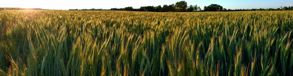 Scenic view of wheat field against sky