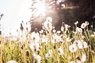 Close-up of flowering plants on field