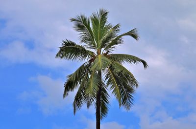 Low angle view of palm tree against sky