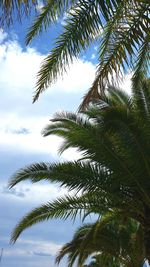 Low angle view of tree against sky