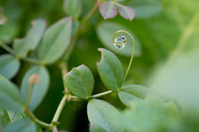 Close-up of insect on leaf