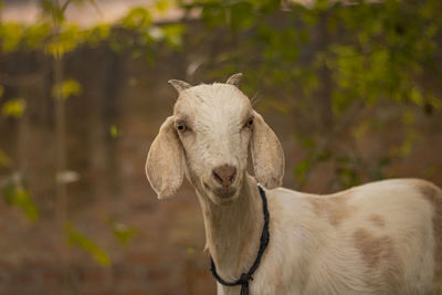 Portrait of a goat on field