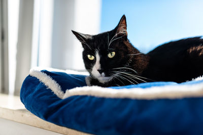 Close-up of cat resting