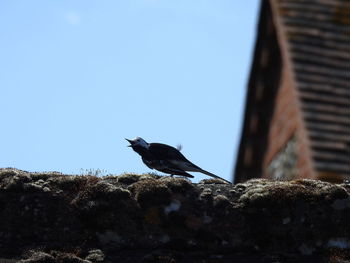 Low angle view of bird perching against clear sky