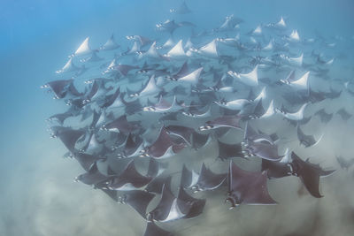 Close-up of fishes swimming in sea