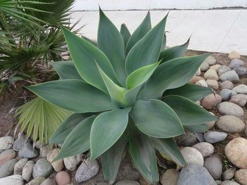 High angle view of plants