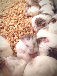 High angle view of rat newborns