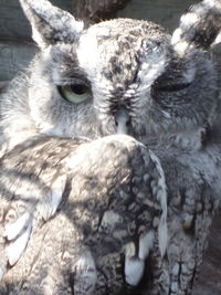 Close-up of bird