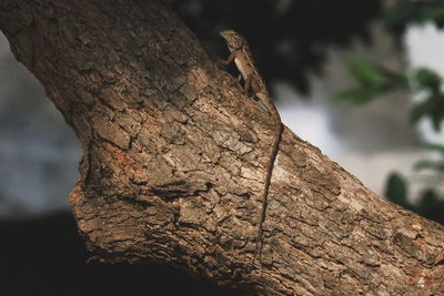 Close-up of lizard on tree trunk