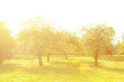 Trees on field against sky