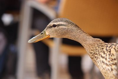 Close-up side view of a bird against blurred background