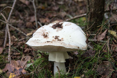 Close-up of mushroom on field