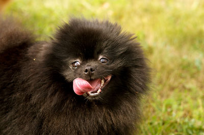 Close up of a rabbit