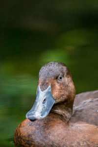 Close-up of duck swimming in lake