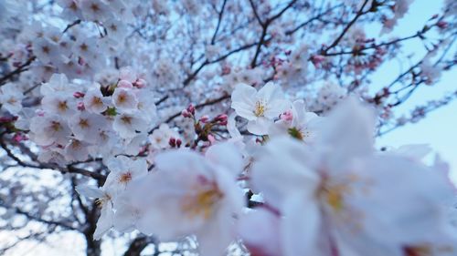 Low angle view of cherry blossom
