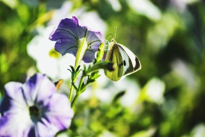 Close-up of purple flowering plant with butterfly 