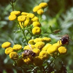 Close-up of yellow flowers