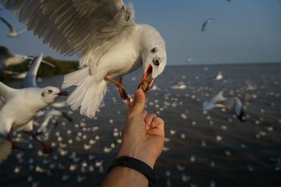 Close-up of hand feeding seagull