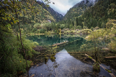 Scenic view of lake in forest