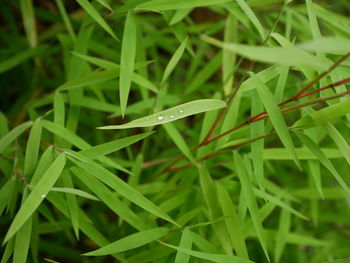 Close-up of raindrops on grass