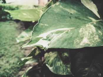 Close-up of plant