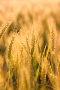 Close-up of stalks in field