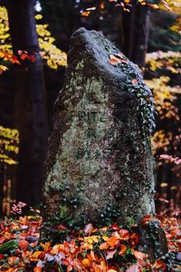 Close-up of lichen on tree in forest
