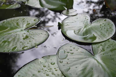 Lotus water lily leaves floating on water