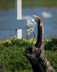 Great egret perching on wood