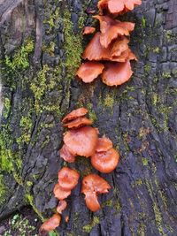 High angle view of mushrooms growing on tree