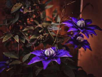 Close-up of purple flowering plant