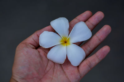 Close-up of hand holding white rose against black background