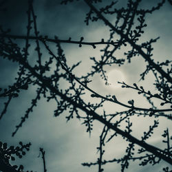 Low angle view of bare trees against sky
