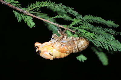 Close-up of insect on plant against black background