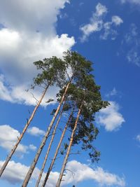 Low angle view of tree against sky