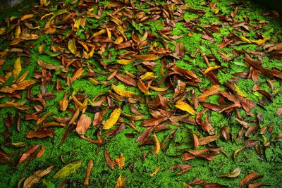 High angle view of dry leaves on land