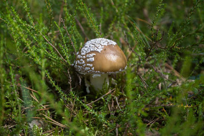 Close-up of mushroom growing on field