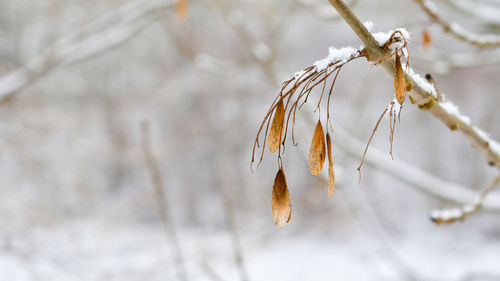 Same dry leaves hanging from a tree branch in winter .snow is covering same of it.