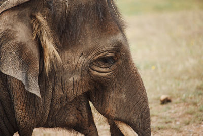 Close-up of elephant