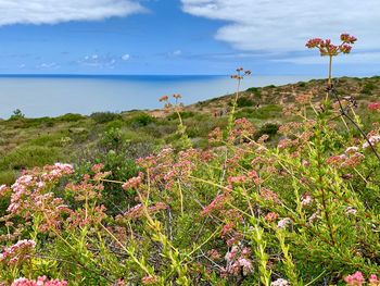 Flowering plants by sea against sky