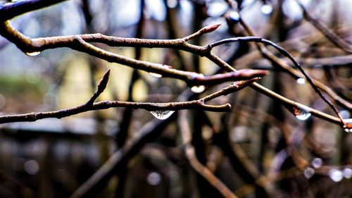 Close-up of branch on branch