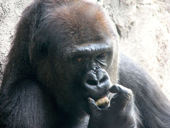 Close-up portrait of monkey