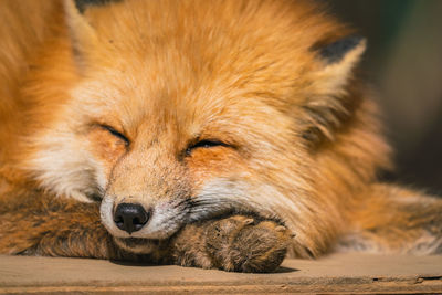 Close-up of a dog resting