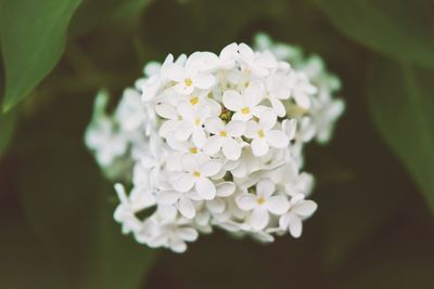 Close-up of white flowering plant