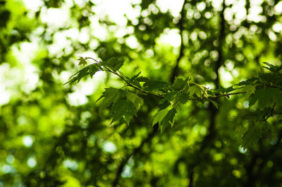 Close-up of tree branch