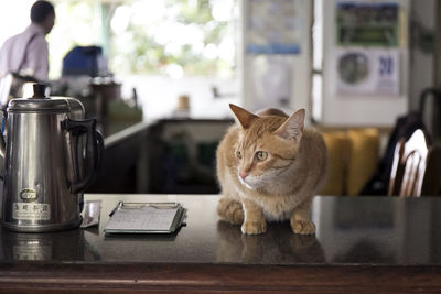 Portrait of cat on table at home
