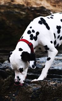 Close-up of dog